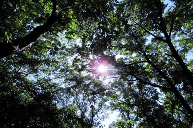 樹林の太陽IMG_9869 (640x427)