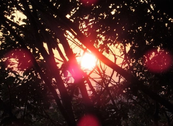 森の夕陽IMG_077 (640x427)