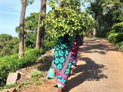 木を運ぶ女性