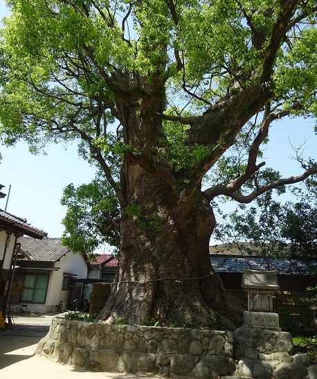宇美八幡宮0504⑭樹