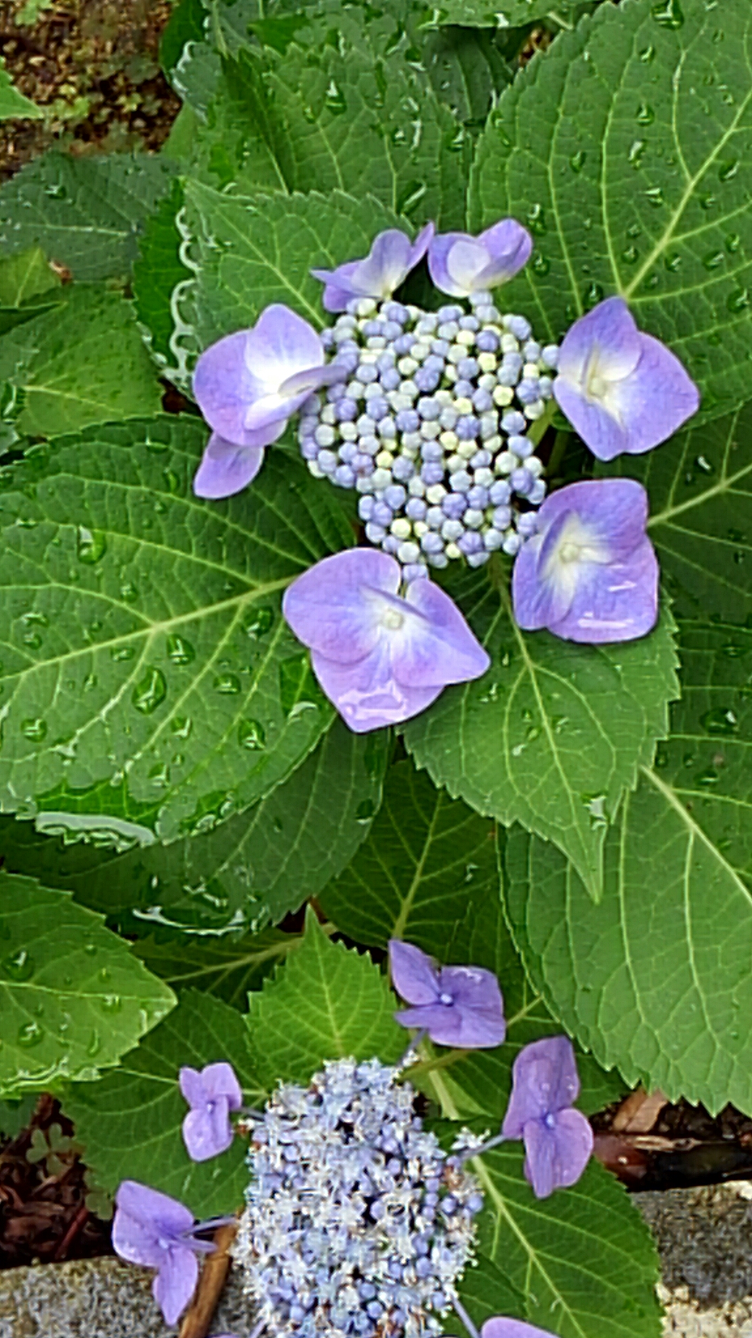 紫陽花7