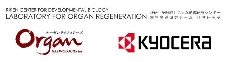 RIKEN 辻 孝 研究室＆オーガンテクノロジーズ with 京セラ(RIKEN Takashi Tsuji's Lab ＆ Organ Technologies with KYOCERA)・ロゴ・マ