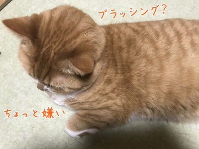 20180419-234448-01.jpg