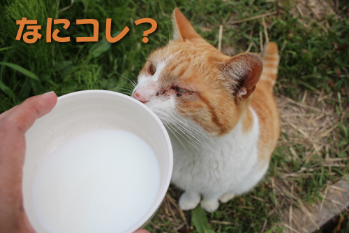 ハルちゃんに猫ミルクを4