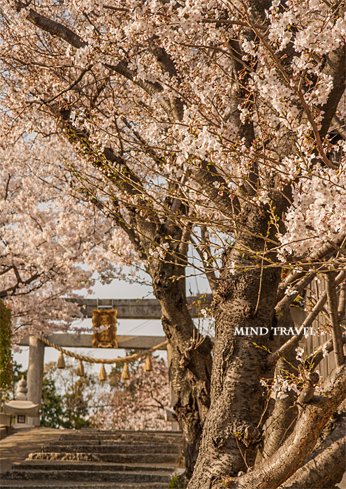百済王神社　桜