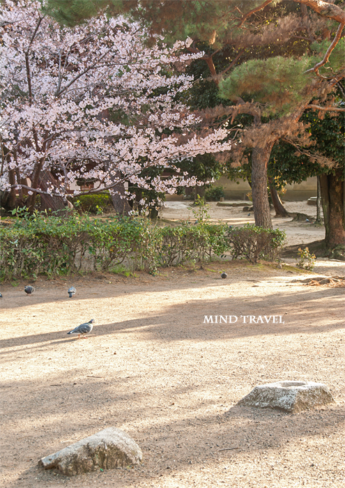 百済寺跡　桜　礎石