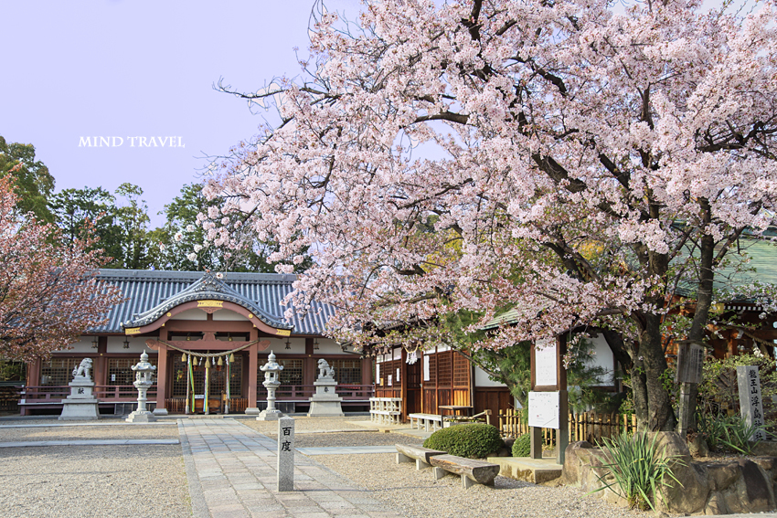 百済王神社　拝殿　桜