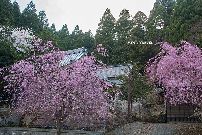 矢合神社　桜2