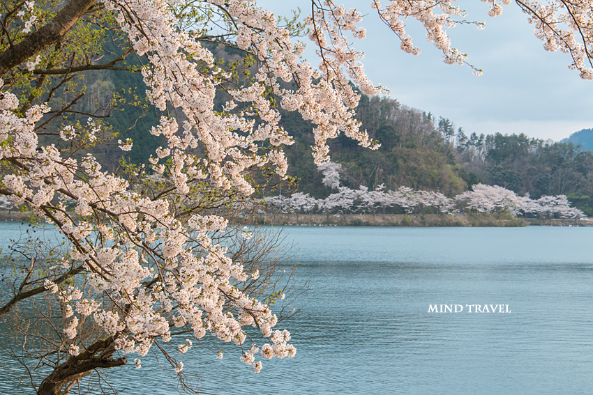 奥琵琶湖パークウェイ付近　桜