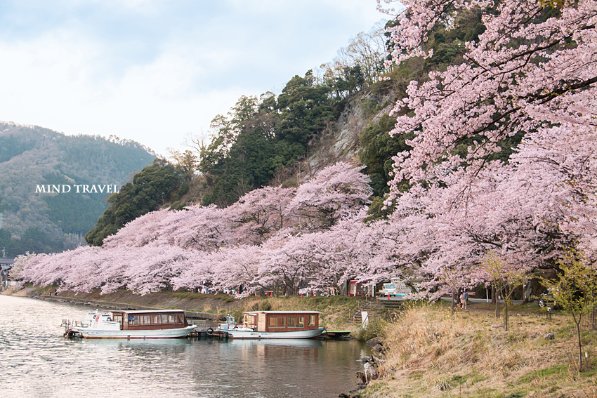 海津大崎　桜と舟