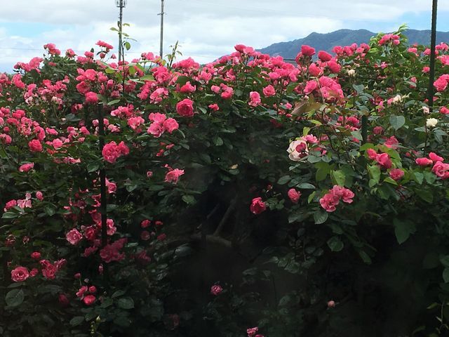 食卓から中庭を眺めた薔薇