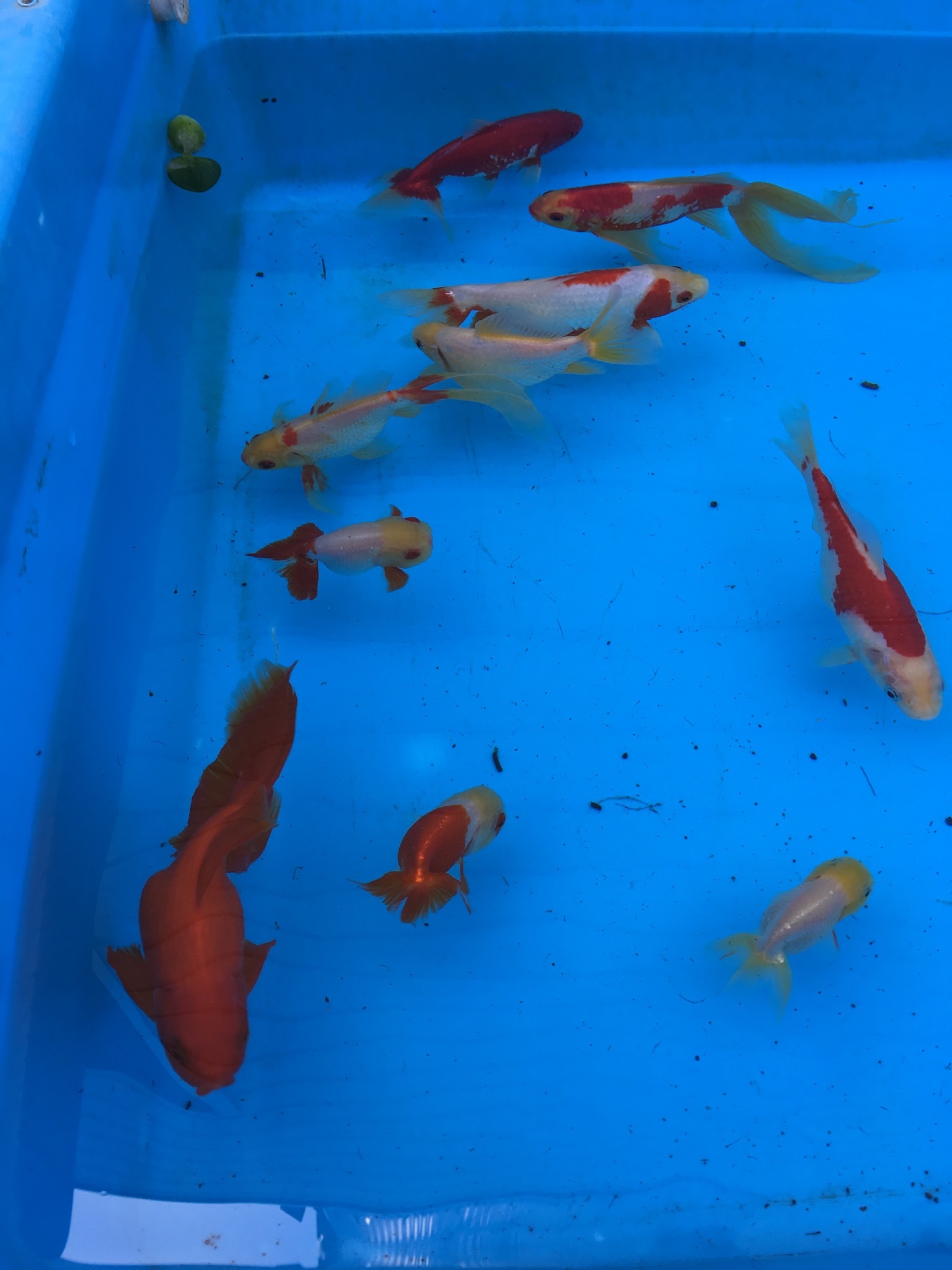 金魚たくさん