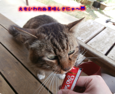 猫①（2018-04-05）