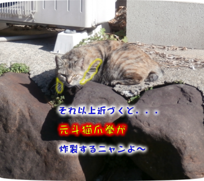 猫②（2018-04-11）