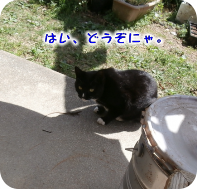 猫④（2018-04-27）