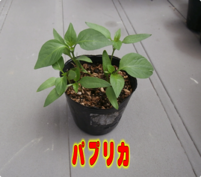 植栽①（2018-05-30）