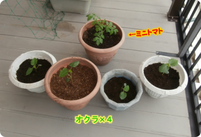 植栽①（2018-06-14）