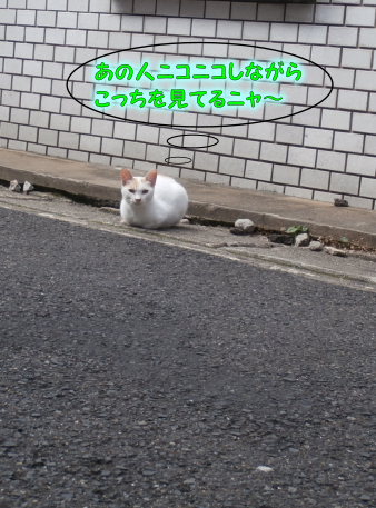 猫①（2018-06-20）
