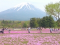 富士芝桜まつり１ 009