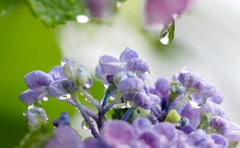 雨の日の紫陽花１